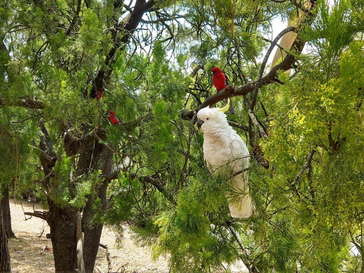 Cockatoo Cabin Холс Гап Екстериор снимка