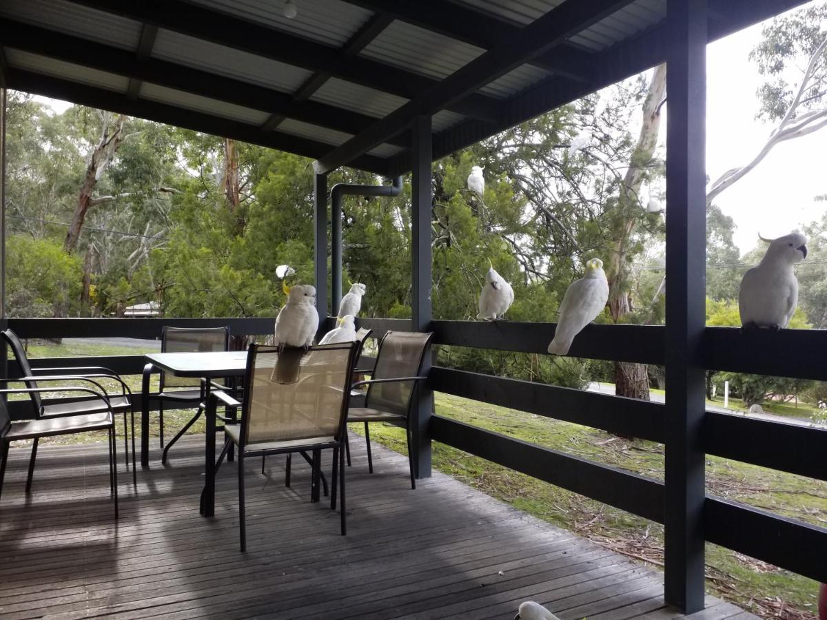 Cockatoo Cabin Холс Гап Екстериор снимка