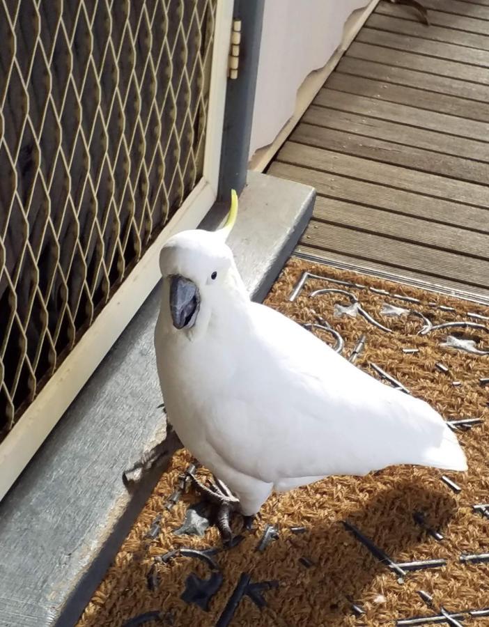 Cockatoo Cabin Холс Гап Екстериор снимка